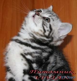 Объявление Британские мраморные котята из питомника VIVIAN.