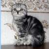 Вислоухие серебристо-мраморные котята