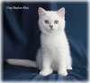 Британские короткошерстные и длинношерстные котята окраса серебристая шиншилла-пойнт