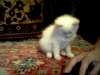 Белые голубоглазые котята 3 мес. в лучшие руки