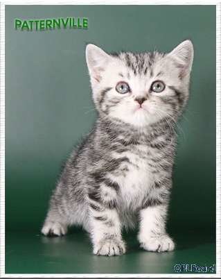 Объявление Британские мраморные зеленоглазые котята