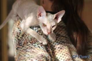 Объявление Очаровательные котята породы петерболд. Сфинкс. 