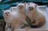 Невские маскарадные сибирские котята, девочки
