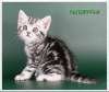 Плюшевые мраморные британские котята из питомника