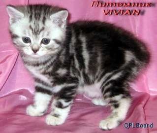 Объявление Британские котята мрамор на серебре из питомника VIVIAN.