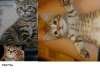 Британские котята-тигрята, девочки 2,5 мес