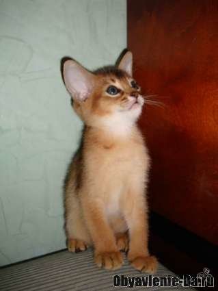 Объявление Продается пара очаровательных абиссинских котят с безупречной родословной