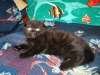 Черная шотландская вислоухая кошка