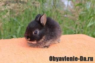 Объявление Цветной карликовый кролик, окрас черный оттер