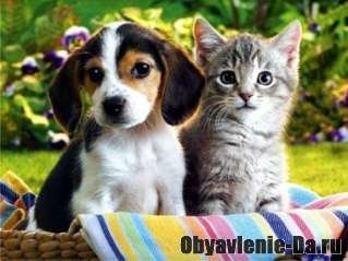 Объявление Гостиницы для животных, кошек и собак у МКАД