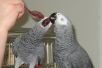 Африканский серый попугай для продажи.