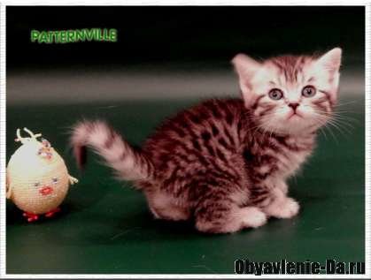 Объявление Британские пятнистые и мраморные котята из питомника
