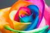 Радужные, разноцветные розы