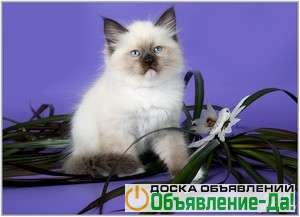 Объявление Невские маскарадные котята для Вас!
