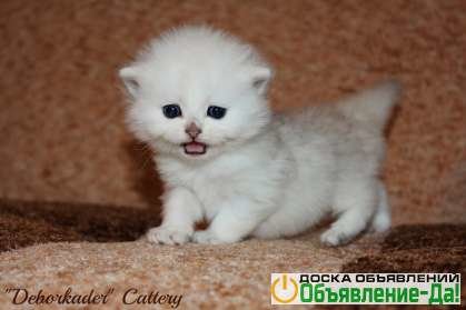 Объявление Плюшевые котята - серебристые шиншиллы