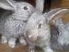 Кролики и крольчата.