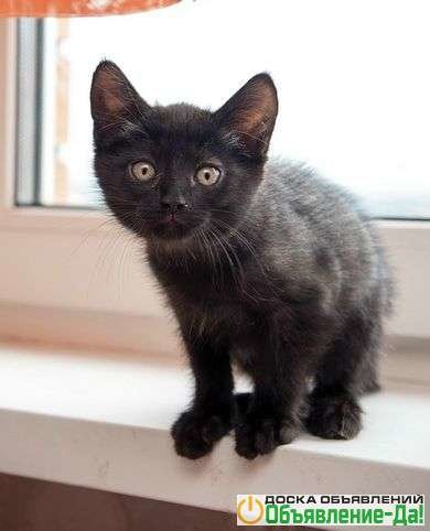 Объявление Черные котятки-ребятки в добрые руки