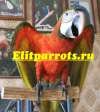 Арлекин (гибрид попугаев ара) - птенцы выкормыши из питомников Европы