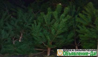 Объявление Купить у нас свежесрубленные живые новогодние елки сосны