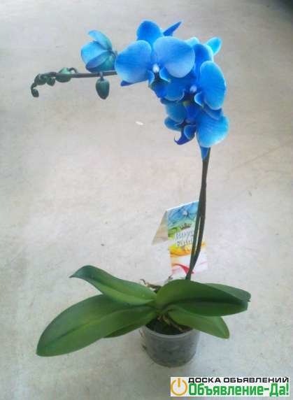 Объявление Орхидея фаленопсис голубой