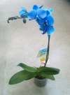 Орхидея фаленопсис голубой