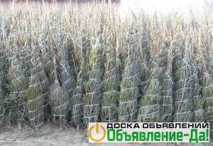 Объявление Красивые живые елки, сосны оптом в СПб.