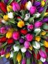 Тюльпаны оптом к 8 марта в Новосибирске