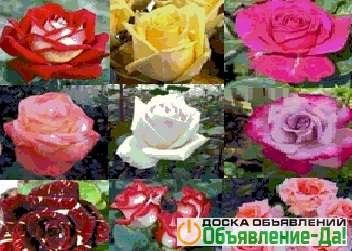 Объявление Продажа саженцев плодовых деревьев и кустов роз!
