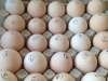 Поставки инкубационного яйца из Чехии, Белоруссии, Ирана! 