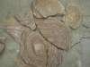 Камень Шкура тигра натуральный песчаник пластушка