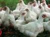 Суточные и подрощенные (10-14 дней) цыплята бройлеров породы КОББ-500 (Чехия)
