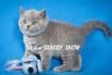 Объявление Чистокровные британские котята из питомника SILVERYSNOW