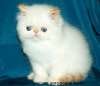 Персидские котята колор-поинты -— это аристократические красавцы