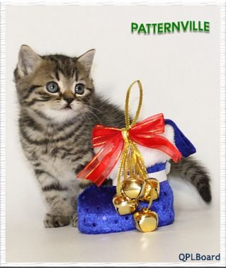 Объявление Британские котята из питомника Patternville